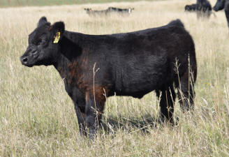 224A&nbsp; Heat Wave1 Steer