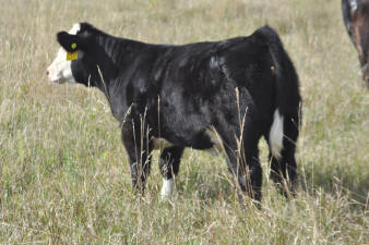 4D Friction Heifer-Full Sib to 4B Bull