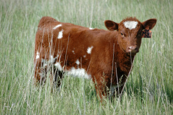 M3H&nbsp; Heat Wave 1 Heifer
