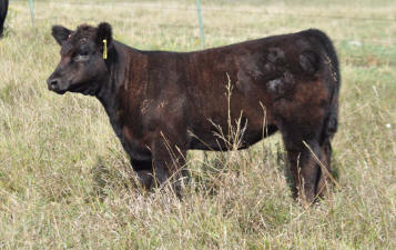 M24F Heat Wave 1 Heifer