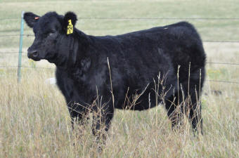 M24K&nbsp; Hollywood Heifer