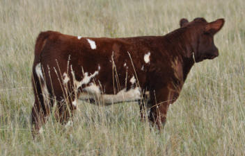 M3H&nbsp; Heat Wave 1 Heifer