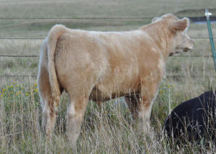 P1 Heat Wave 1 Steer