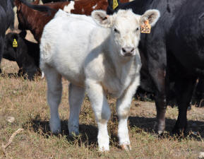 R20 Tin Man heifer