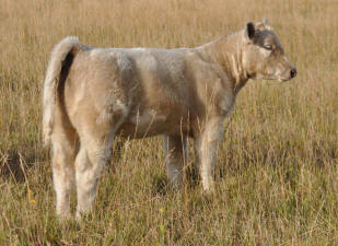 20 Tin Man Heifer