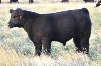 6A Heat Wave x Miss Perfection (Kroupa Cow)