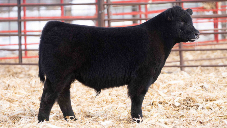 to Thompson Show Steers