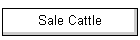 Sale Cattle