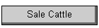 Sale Cattle